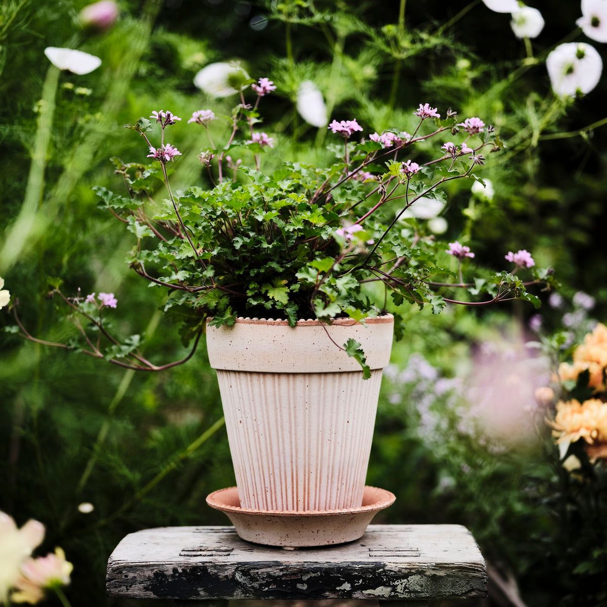 Simona Pot -
