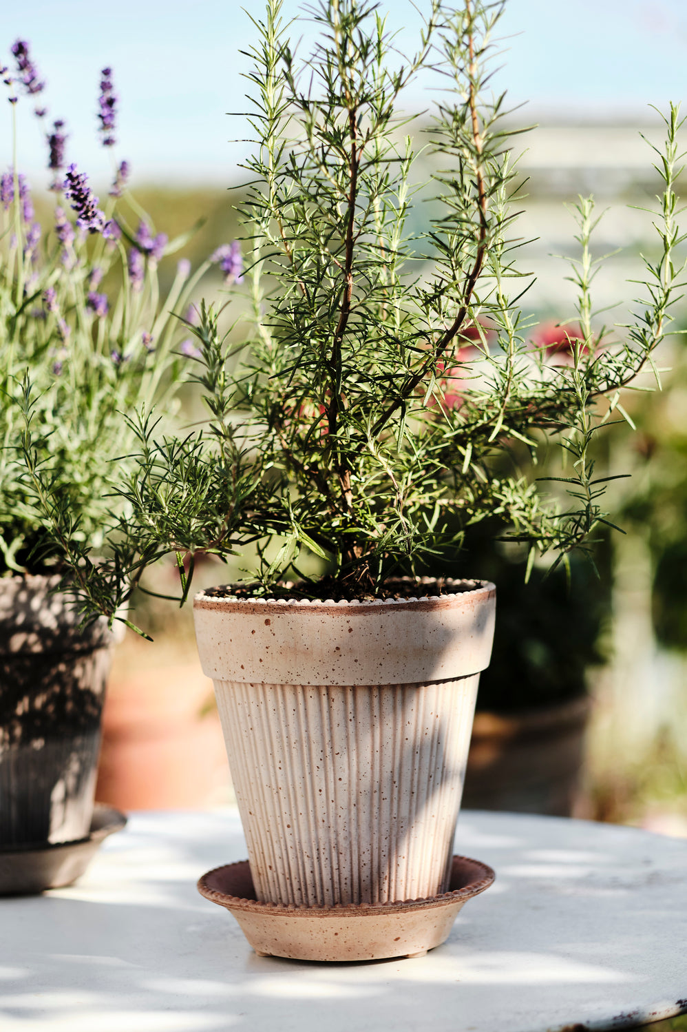 Simona Pot -
