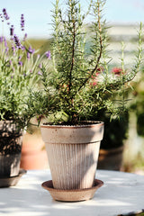 Simona Pot -