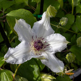 Clematis Edith - 20cm Pot