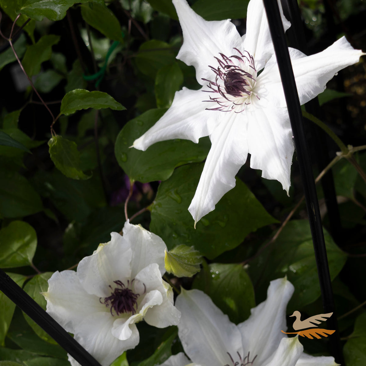 Clematis Edith - 20cm Pot
