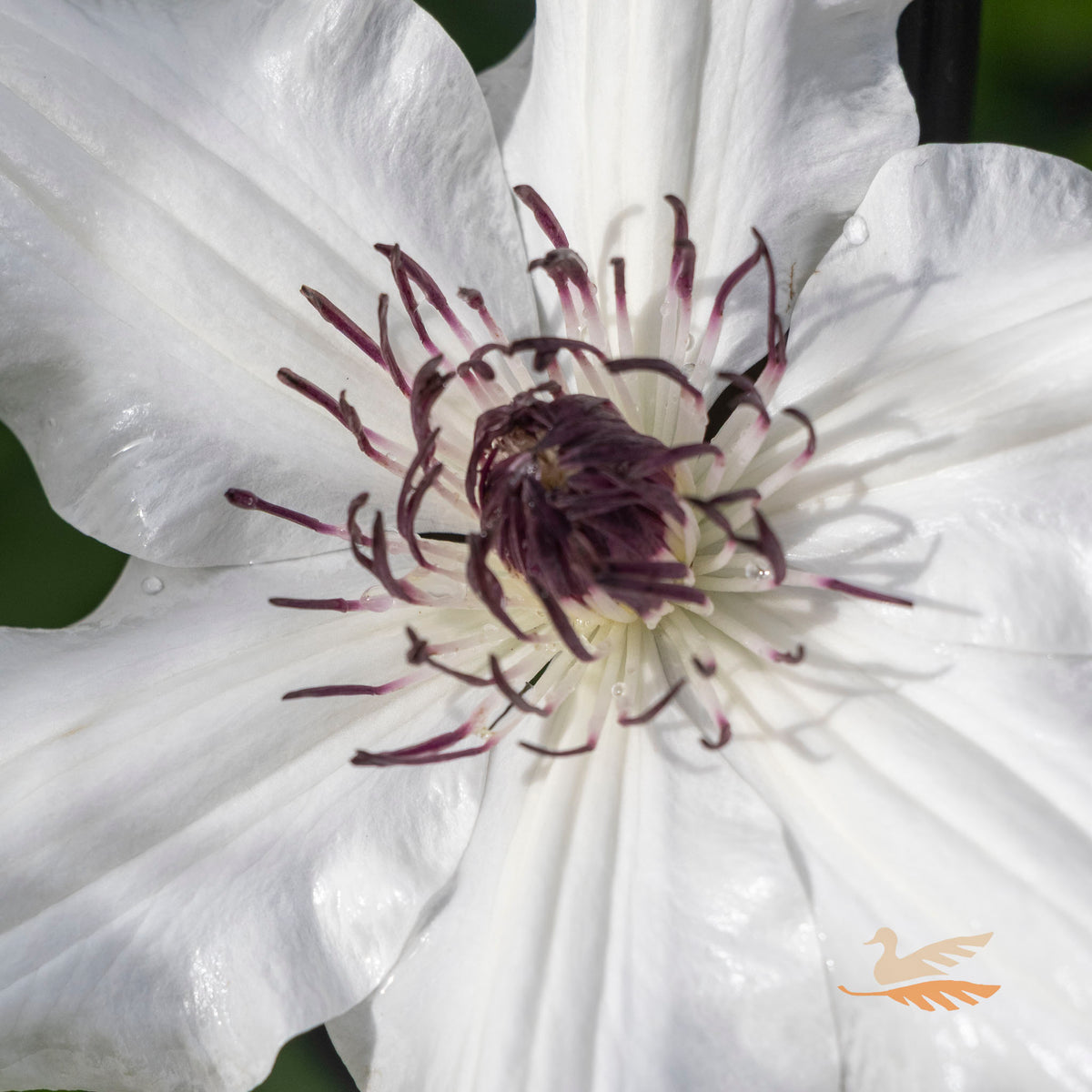 Clematis Edith - 20cm Pot