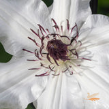 Clematis Edith - 20cm Pot