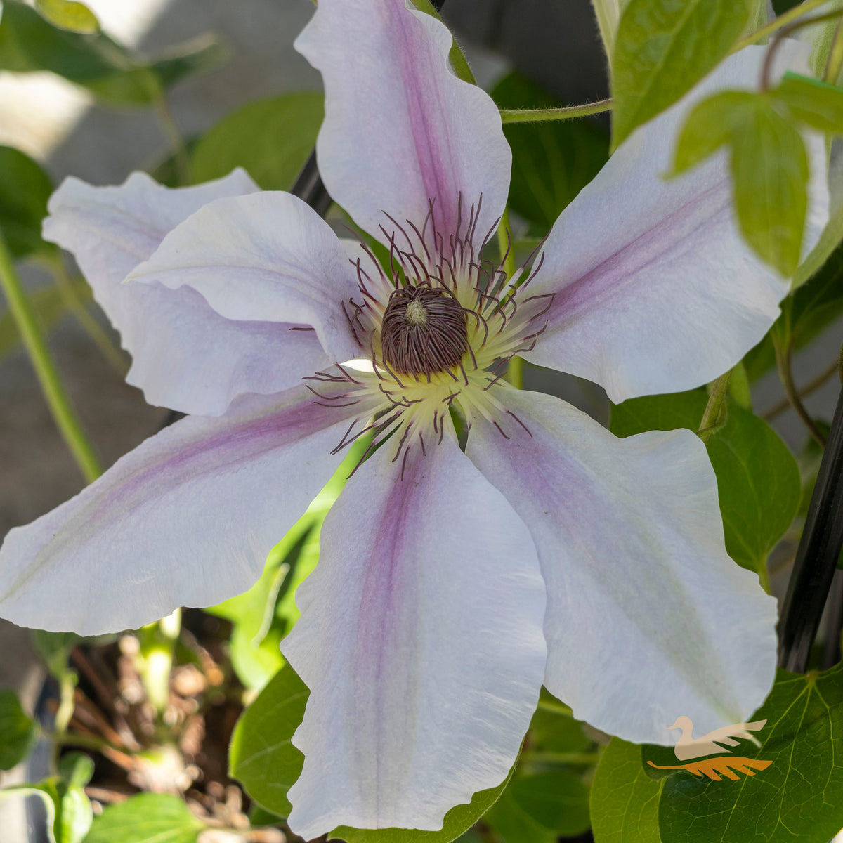 Clematis Fairy Queen - 20cm Pot