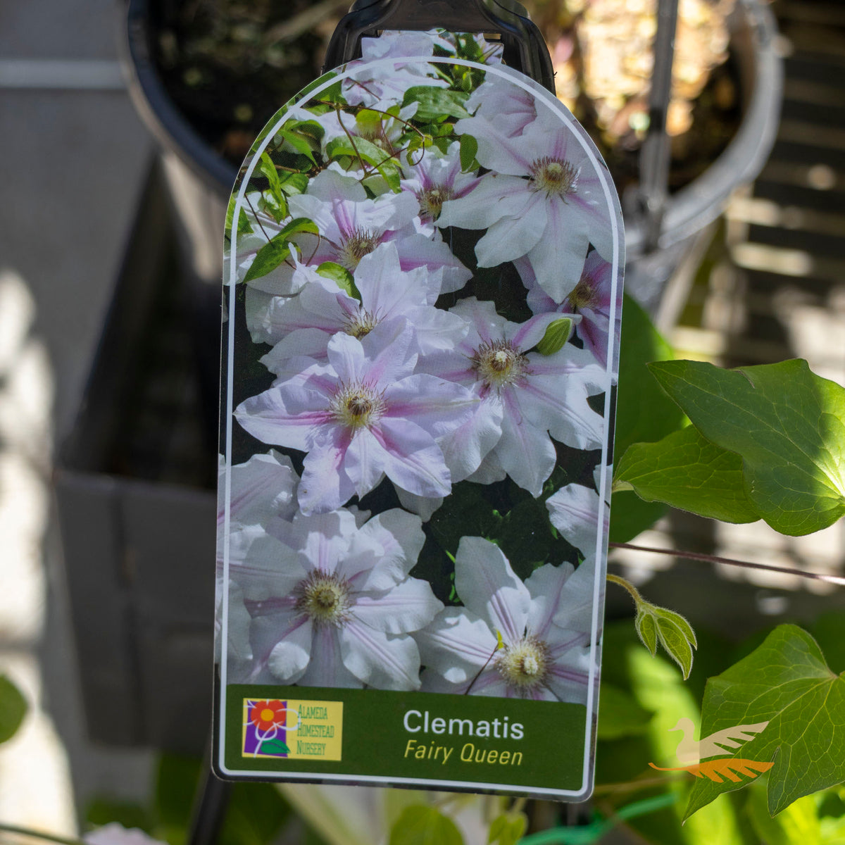 Clematis Fairy Queen - 20cm Pot