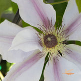 Clematis Fairy Queen - 20cm Pot