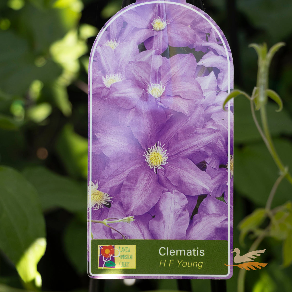 Clematis H F Young - 20cm Pot
