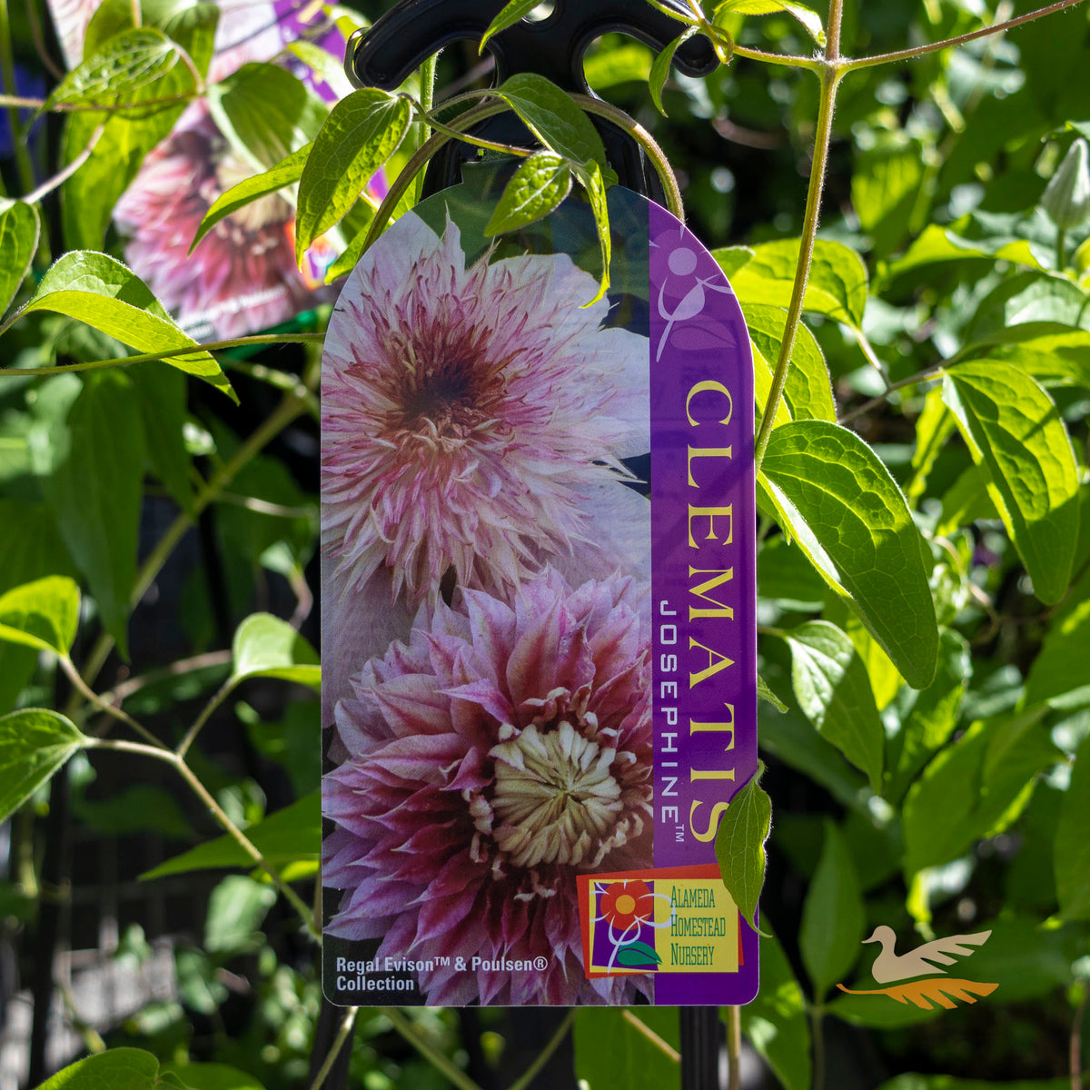 Clematis Josephine - 20cm Pot