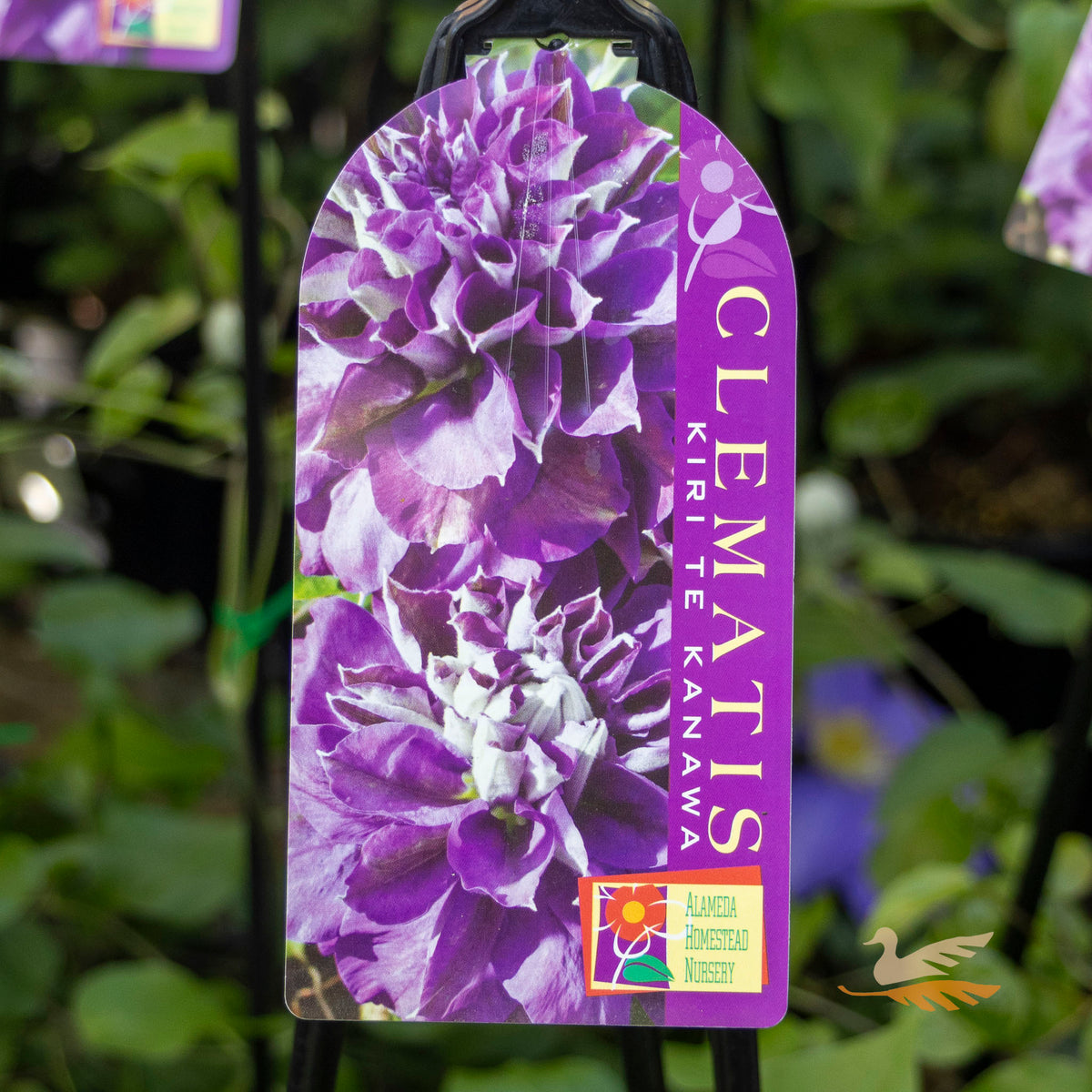 Clematis Kiri Te Kandawa - 20cm Pot