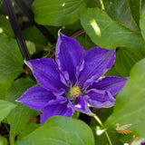 Clematis Lasurstem - 20cm Pot