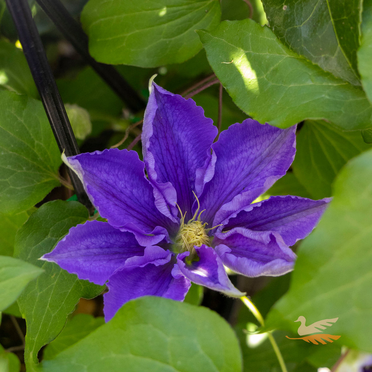 Clematis Lasurstem - 20cm Pot