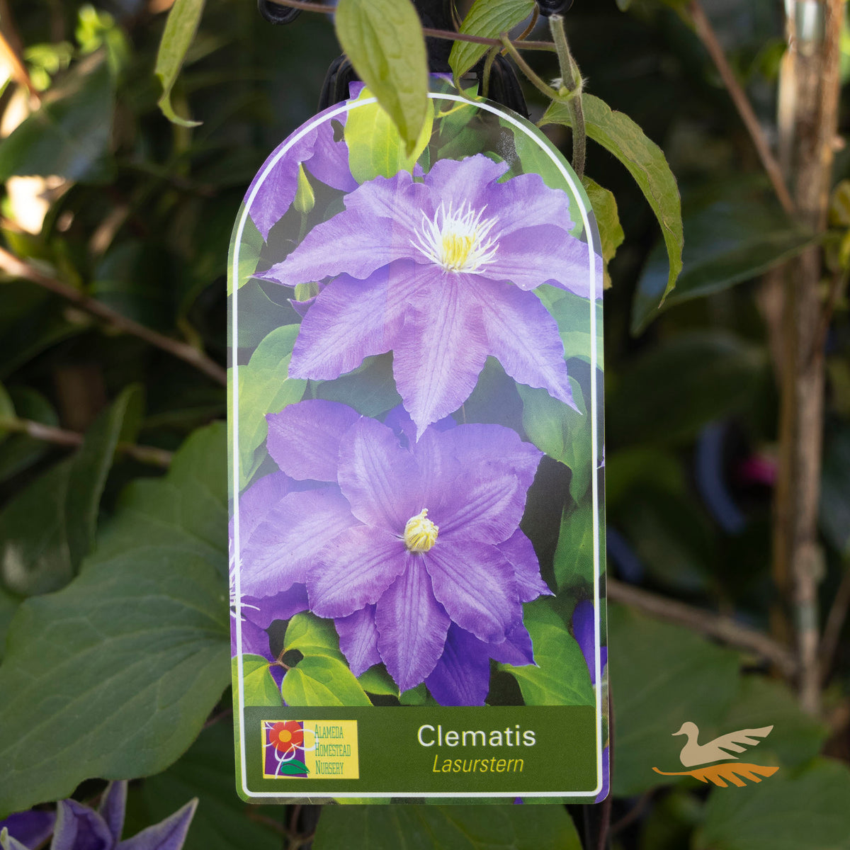 Clematis Lasurstem - 20cm Pot