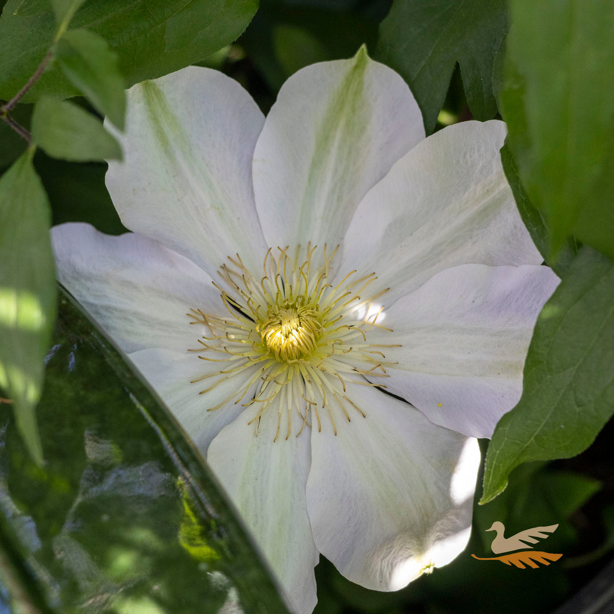 Clematis Shirotaka - 20cm Pot
