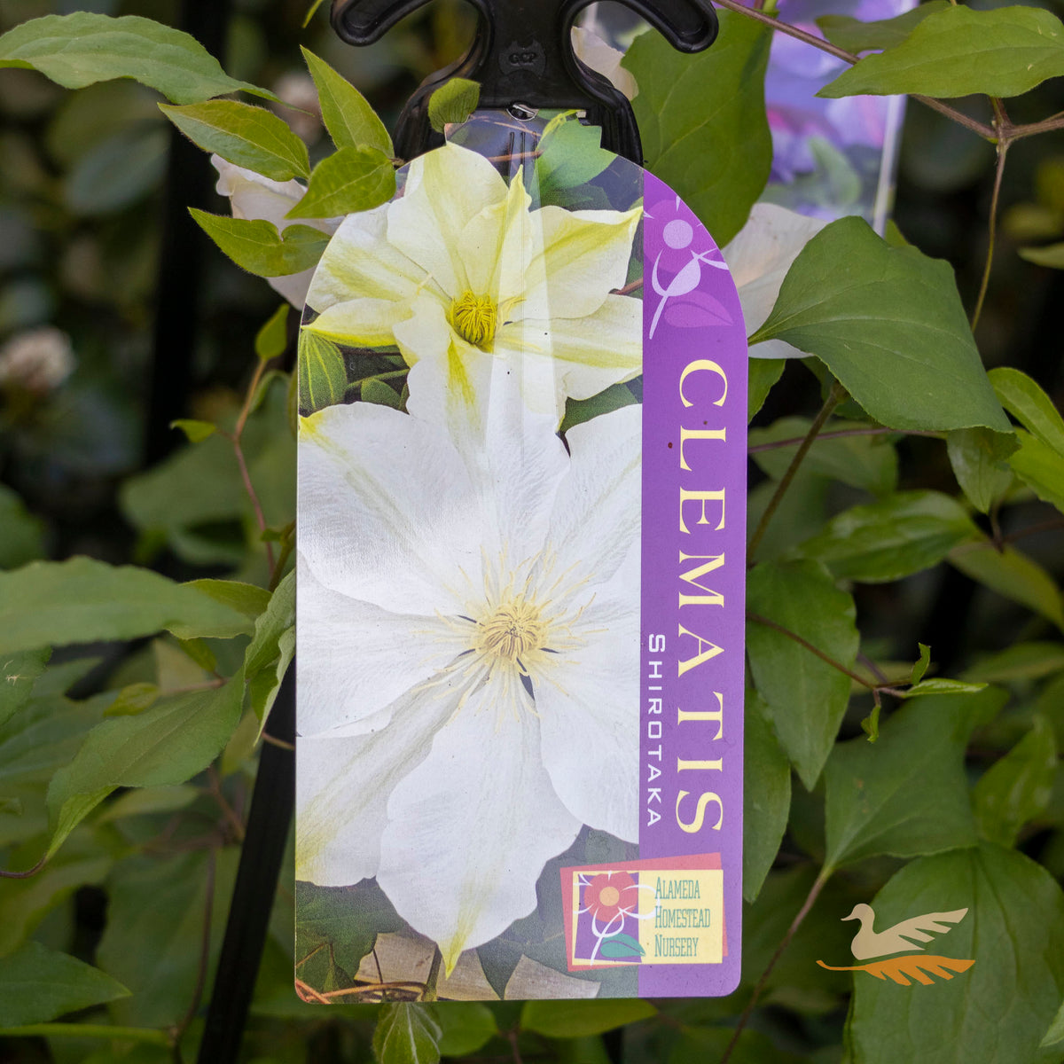 Clematis Shirotaka - 20cm Pot