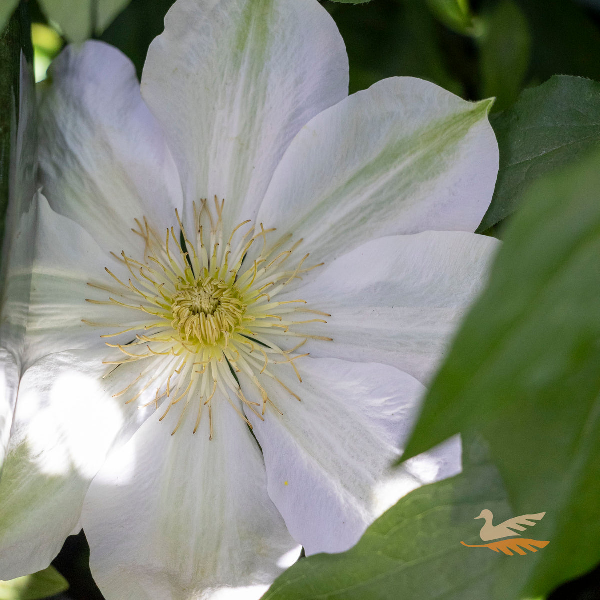 Clematis Shirotaka - 20cm Pot