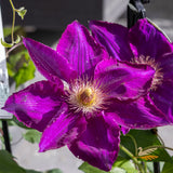 Clematis Mazowsze - 20cm Pot