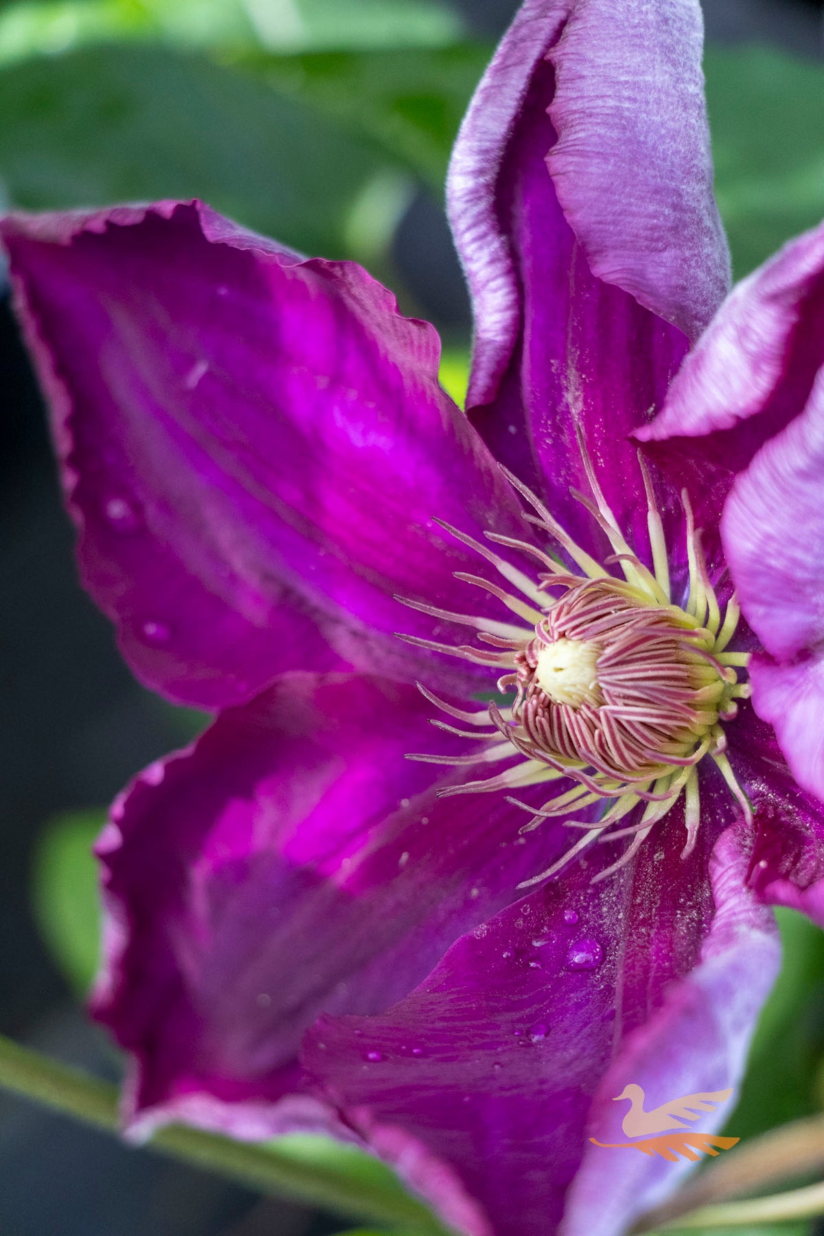 Clematis Mazowsze - 20cm Pot