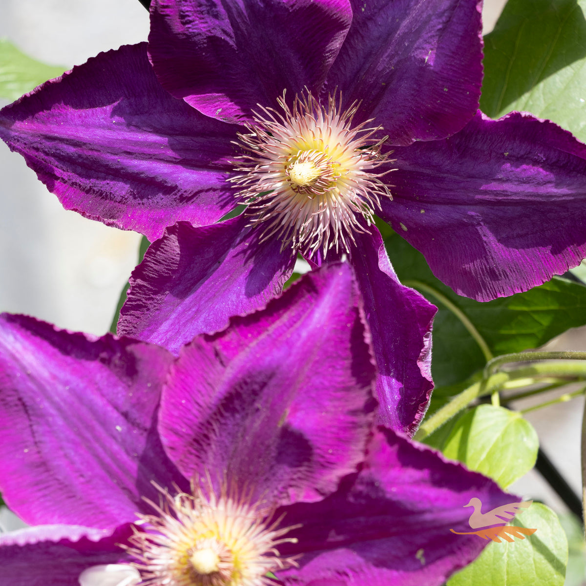 Clematis Mazowsze - 20cm Pot