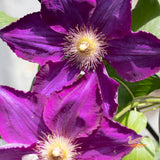 Clematis Mazowsze - 20cm Pot