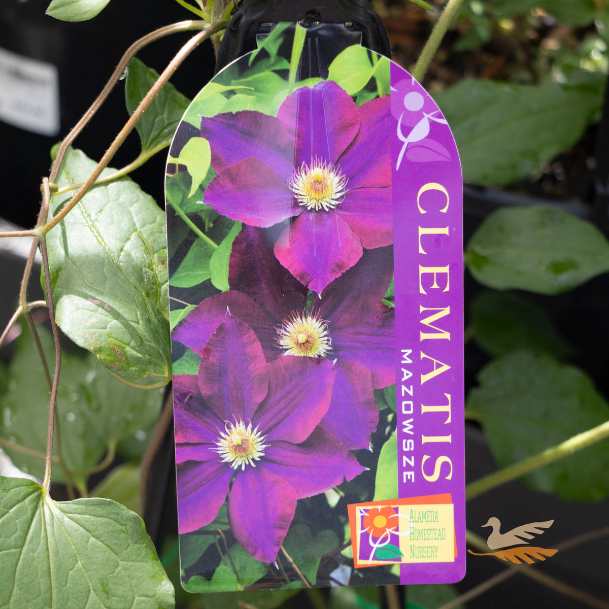 Clematis Mazowsze - 20cm Pot