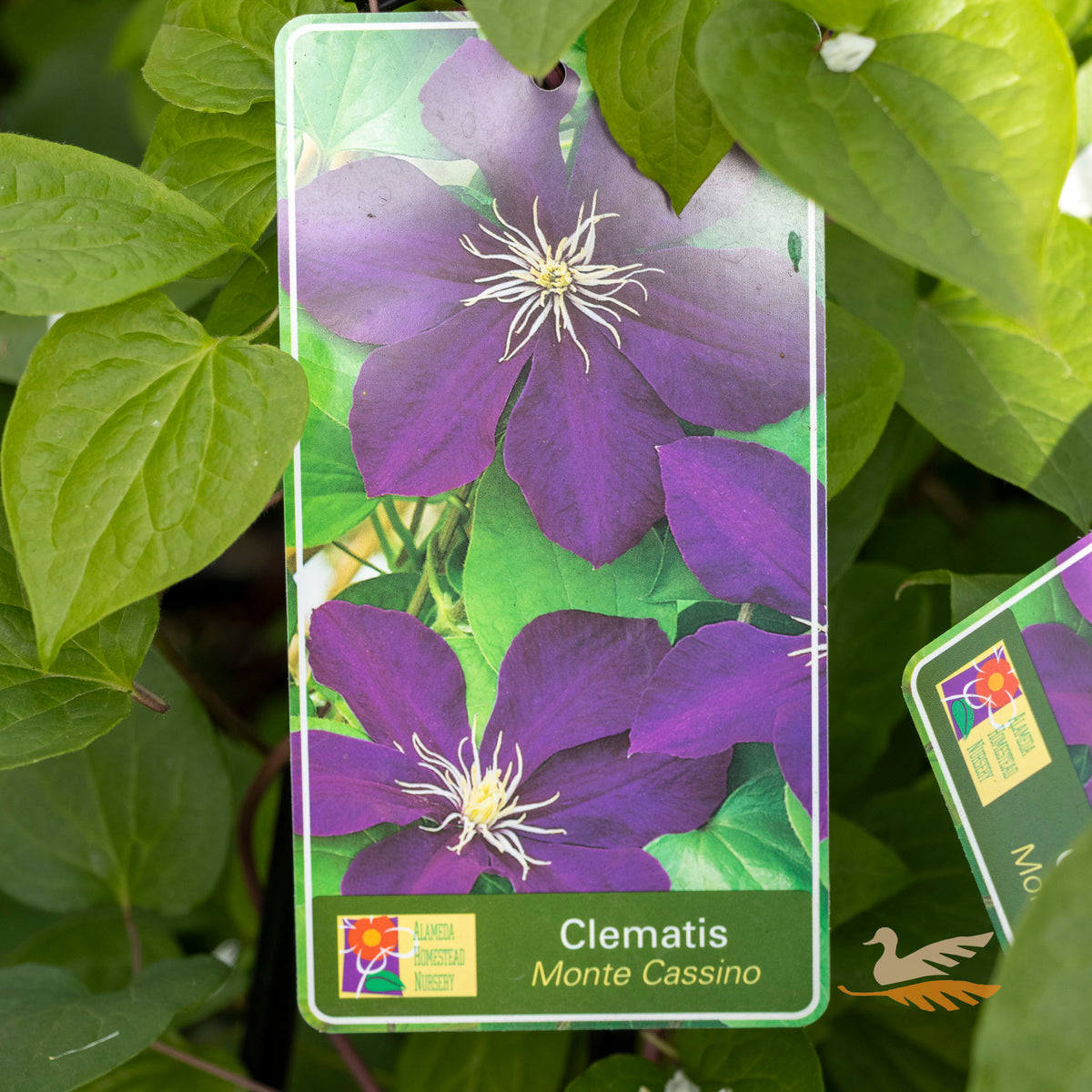 Clematis Monte Cassino - 20cm Pot