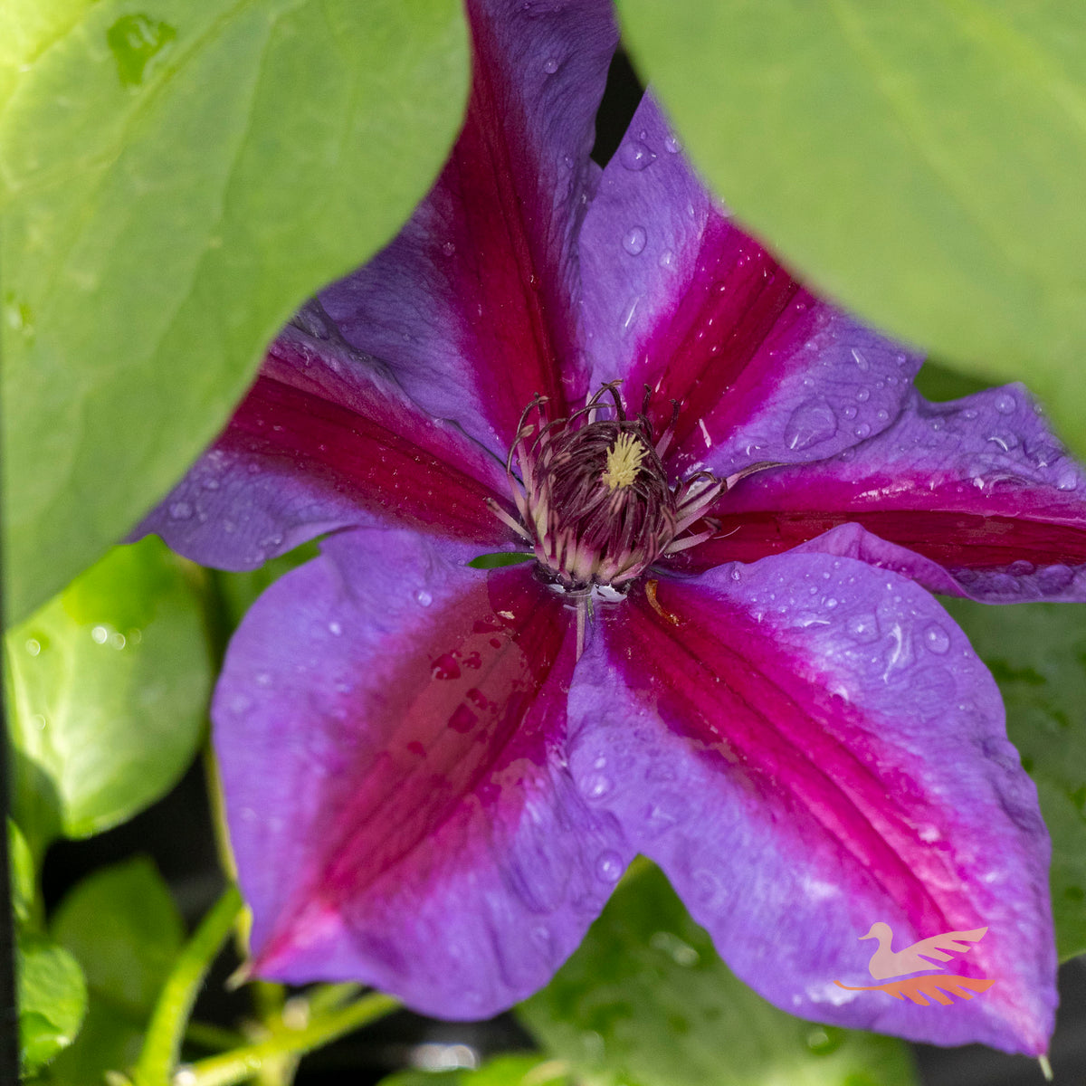 Clematis Mrs N Thompson - 20cm Pot