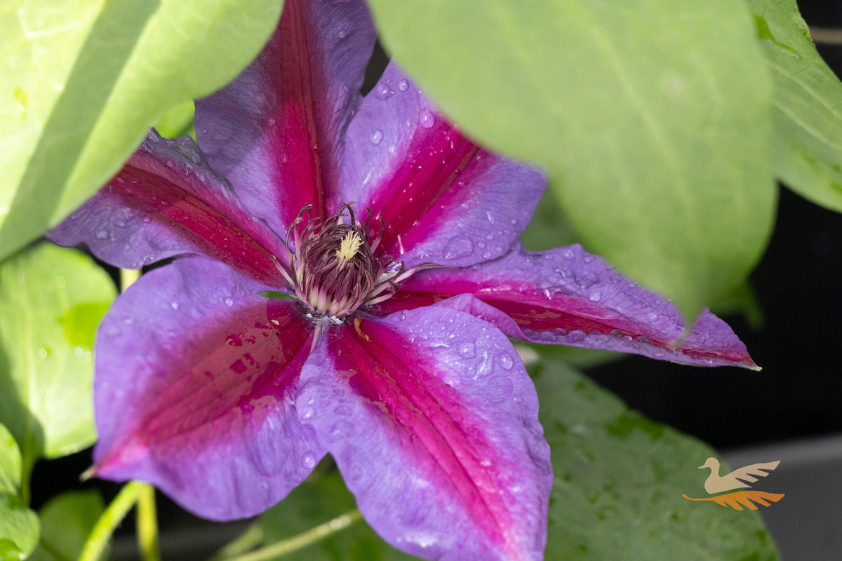 Clematis Mrs N Thompson - 20cm Pot