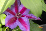 Clematis Mrs N Thompson - 20cm Pot