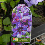 Clematis Mrs N Thompson - 20cm Pot