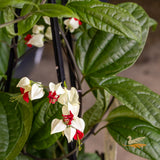 Clerodendrum Bleeding Heart Vine