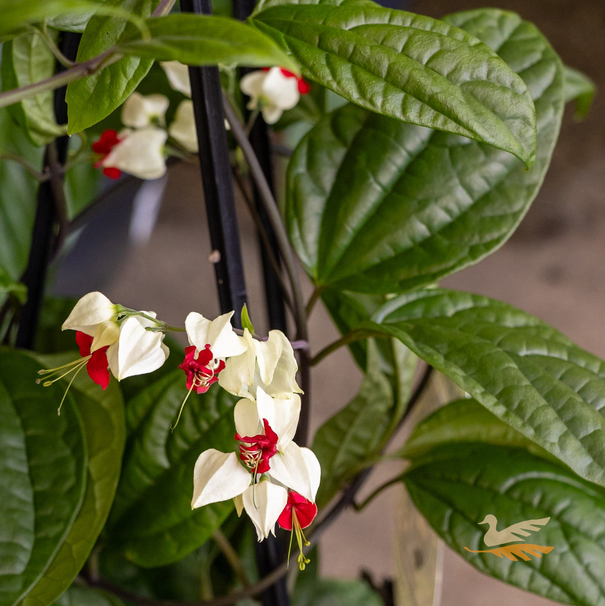 Clerodendrum Bleeding Heart Vine