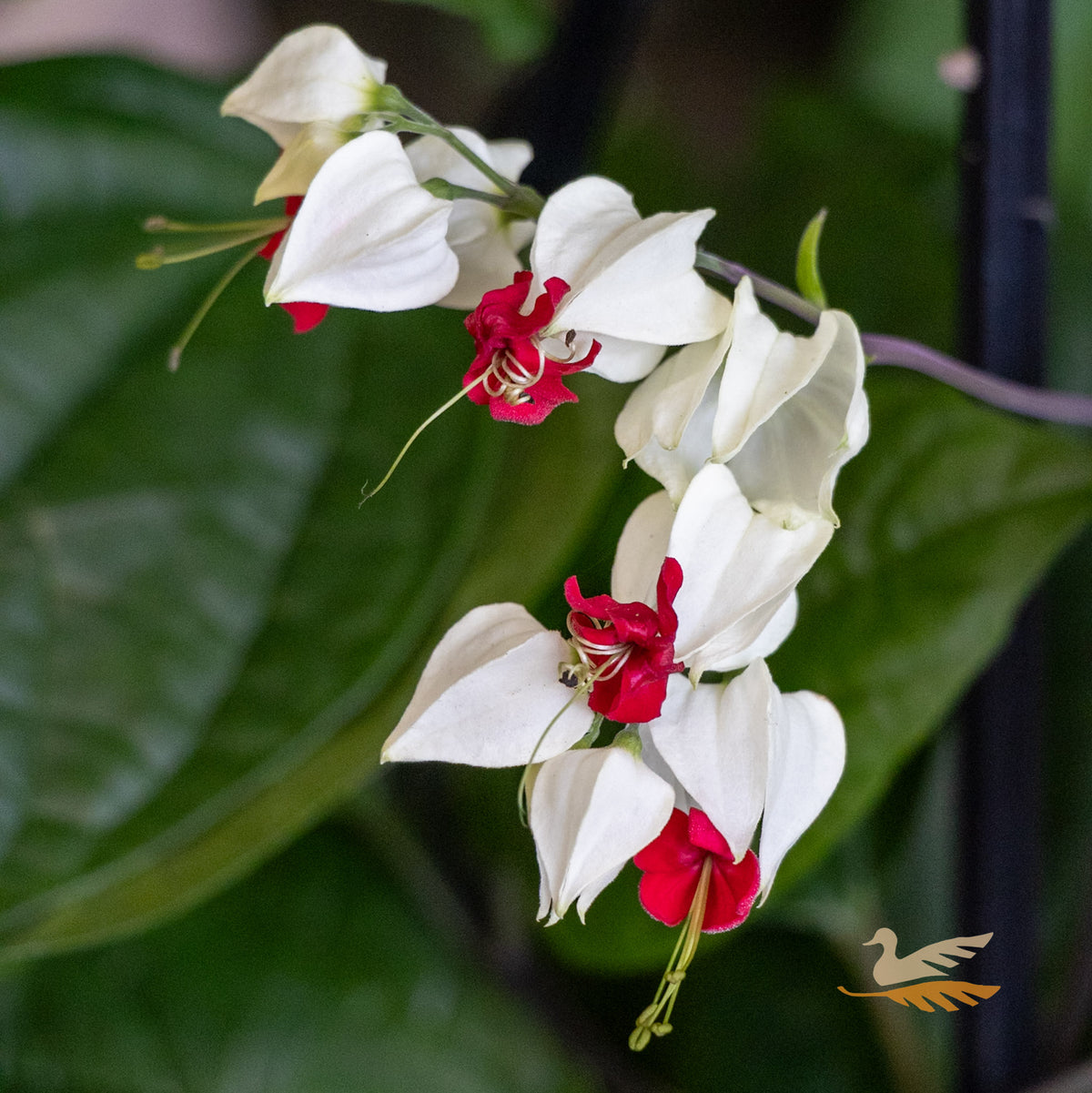 Clerodendrum Bleeding Heart Vine