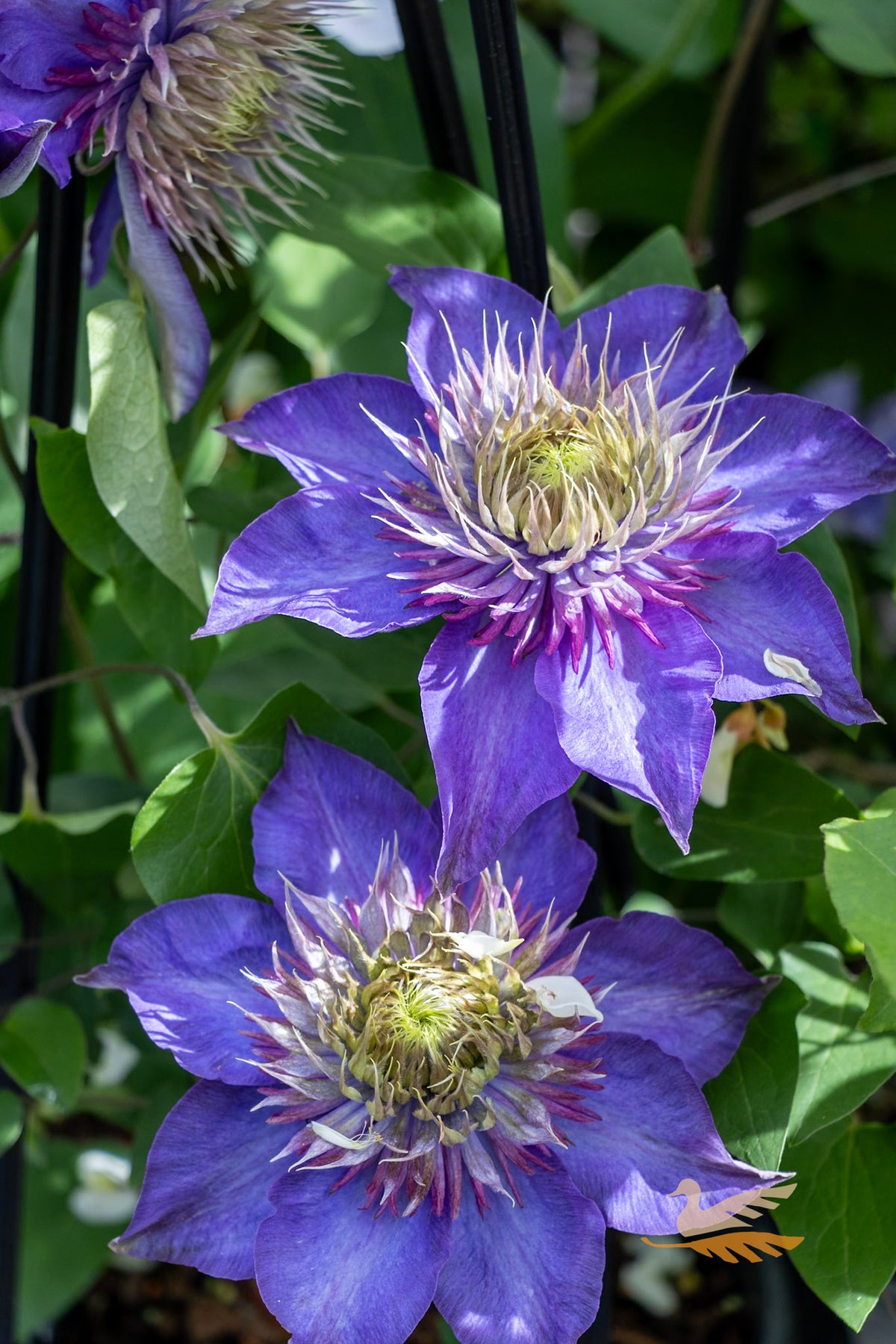 Clematis Multi Blue - 20cm Pot