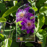 Clematis Multi Blue - 20cm Pot