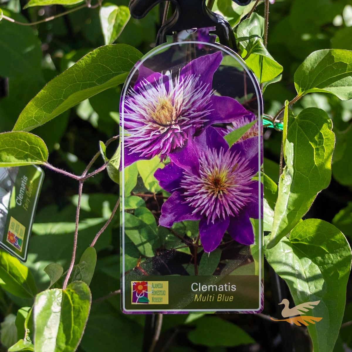 Clematis Multi Blue - 20cm Pot