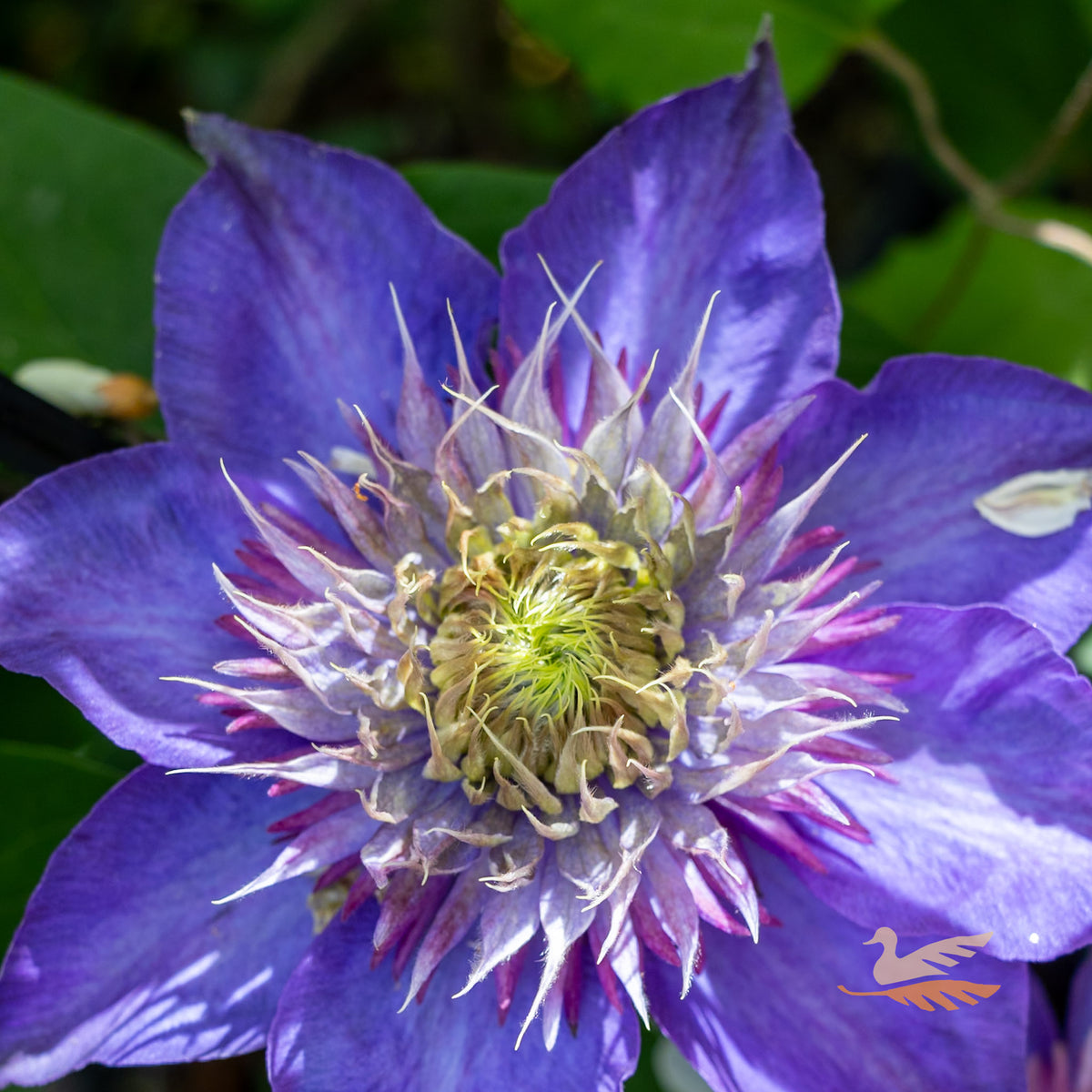Clematis Multi Blue - 20cm Pot