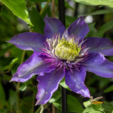 Clematis Belle Of Taranaki - 20cm Pot