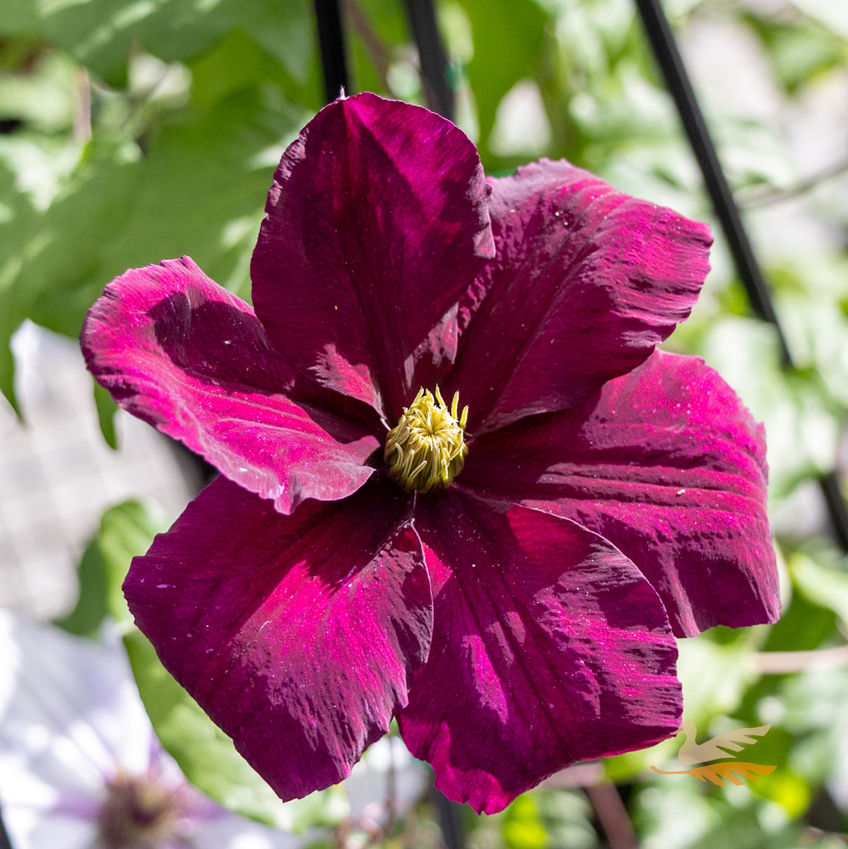 Clematis Niobe - 20cm Pot