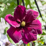 Clematis Niobe - 20cm Pot