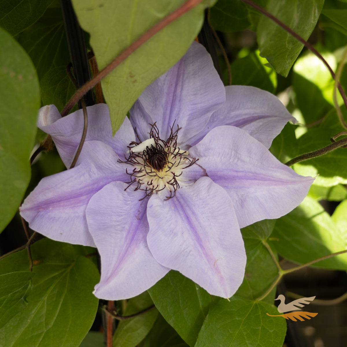 Clematis Ramona - 20cm Pot