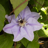 Clematis Ramona - 20cm Pot