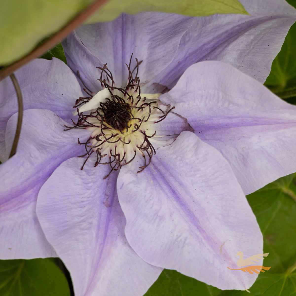 Clematis Ramona - 20cm Pot