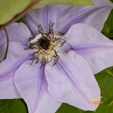 Clematis Ramona - 20cm Pot