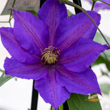 Clematis Richard Pennell - 20cm Pot
