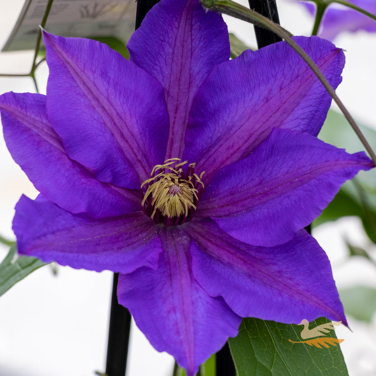 Clematis Richard Pennell - 20cm Pot