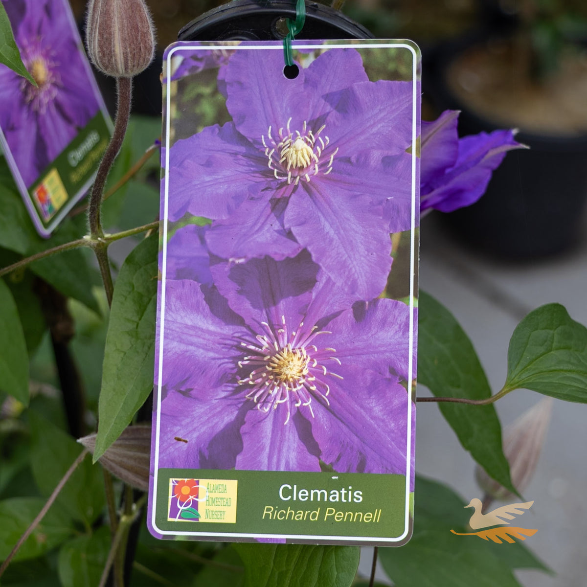 Clematis Richard Pennell - 20cm Pot