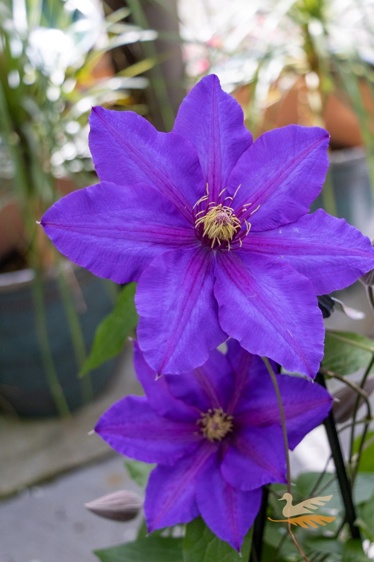 Clematis Richard Pennell - 20cm Pot