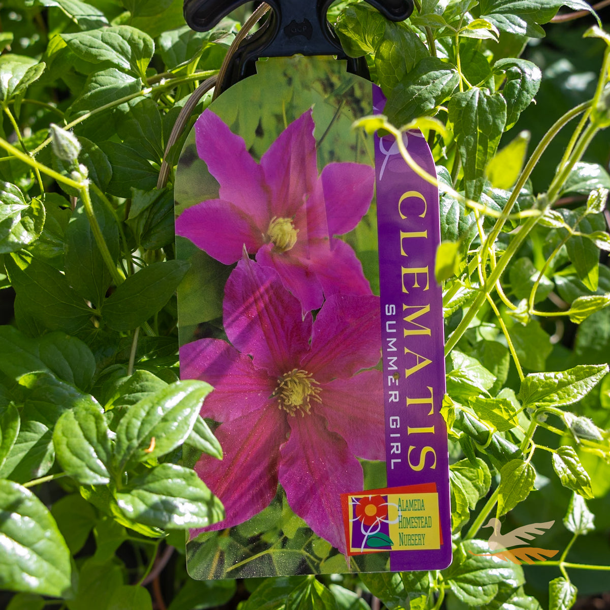 Clematis Summer Girl - 20cm Pot