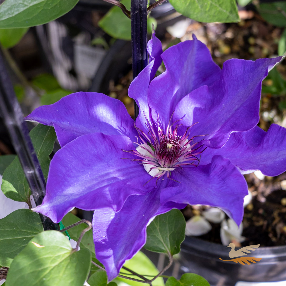 Clematis The President - 20cm Pot