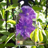 Clematis The President - 20cm Pot